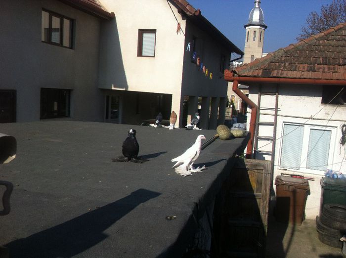 Picture 130 - Adi Oltean 2