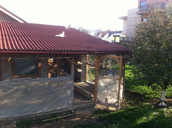 Picture 135 - Adi Oltean 2