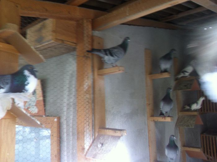 Picture 139 - Adi Oltean 2