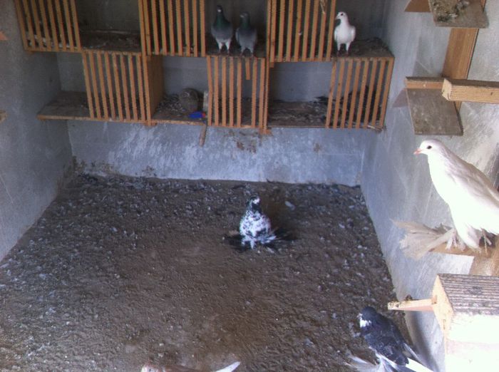 Picture 141 - Adi Oltean 2