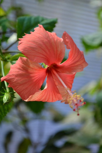 DSC_4130 - aaa-Hibiscus 2013