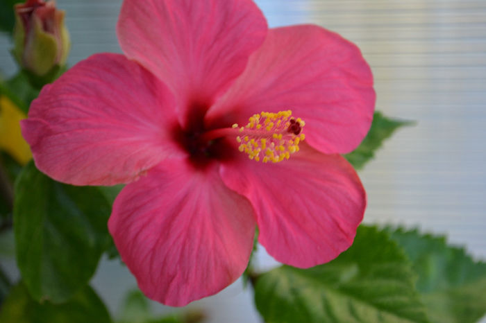 DSC_4146 - aaa-Hibiscus 2013