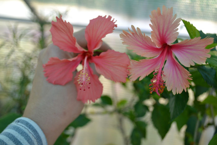 DSC_4149 - aaa-Hibiscus 2013