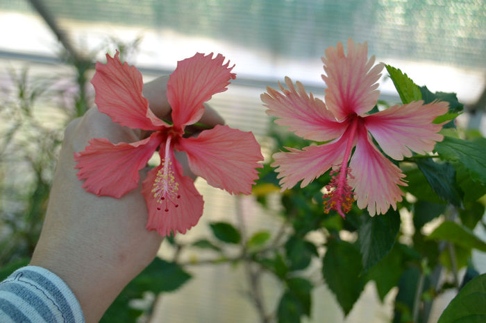 DSC_4150 - aaa-Hibiscus 2013