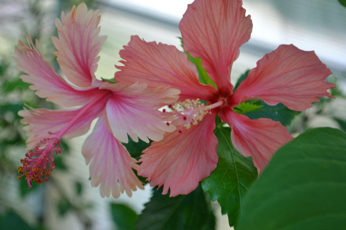 DSC_4155 - aaa-Hibiscus 2013