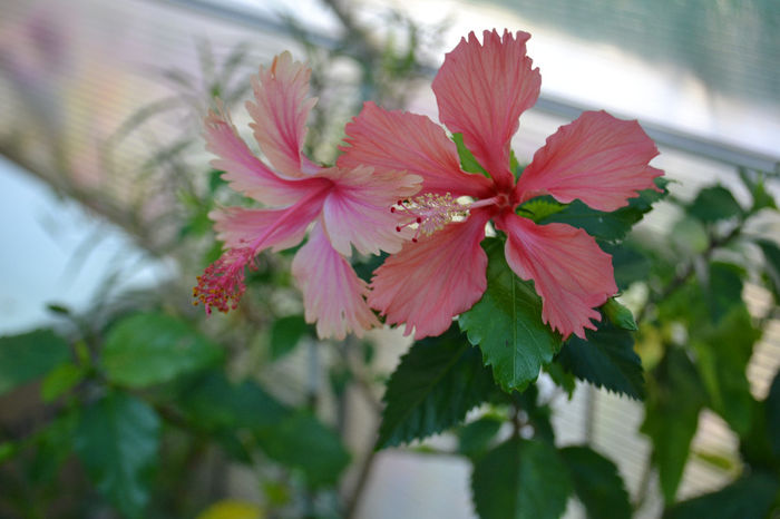 DSC_4157 - aaa-Hibiscus 2013