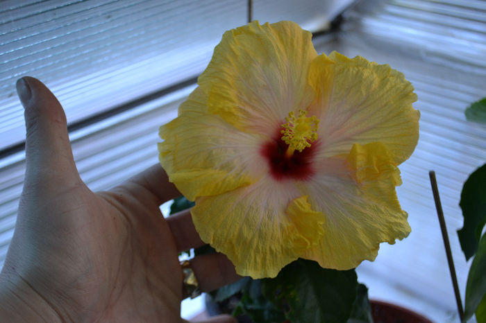 DSC_4159 - aaa-Hibiscus 2013