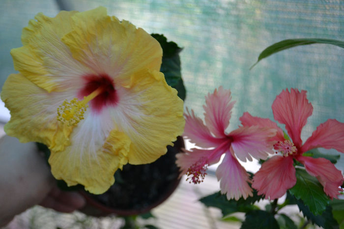 DSC_4160 - aaa-Hibiscus 2013