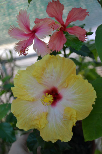 DSC_4161 - aaa-Hibiscus 2013