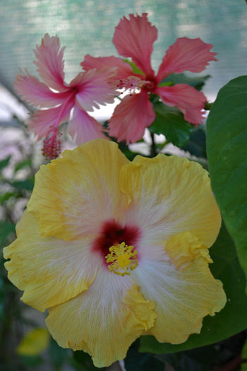 DSC_4163 - aaa-Hibiscus 2013