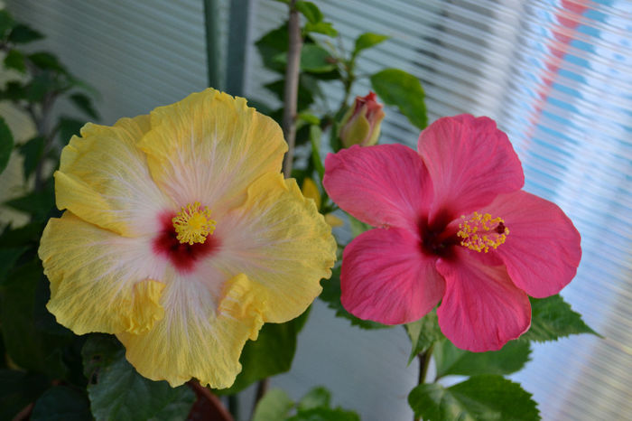 DSC_4164 - aaa-Hibiscus 2013