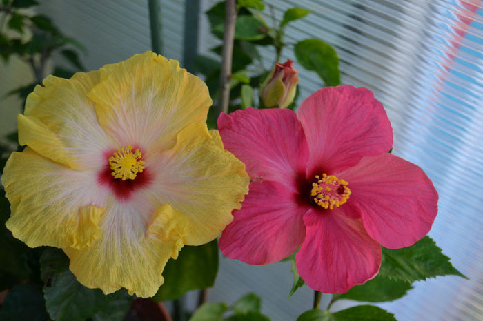 DSC_4165 - aaa-Hibiscus 2013