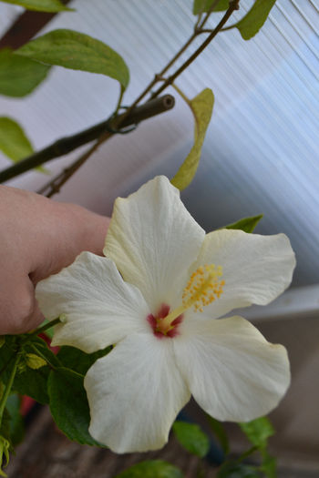 DSC_4167 - aaa-Hibiscus 2013-b