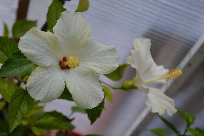 DSC_4220 - aaa-Hibiscus 2013-b