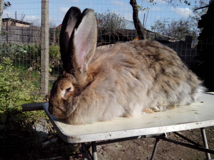 femela,11 luni; urias Angora
