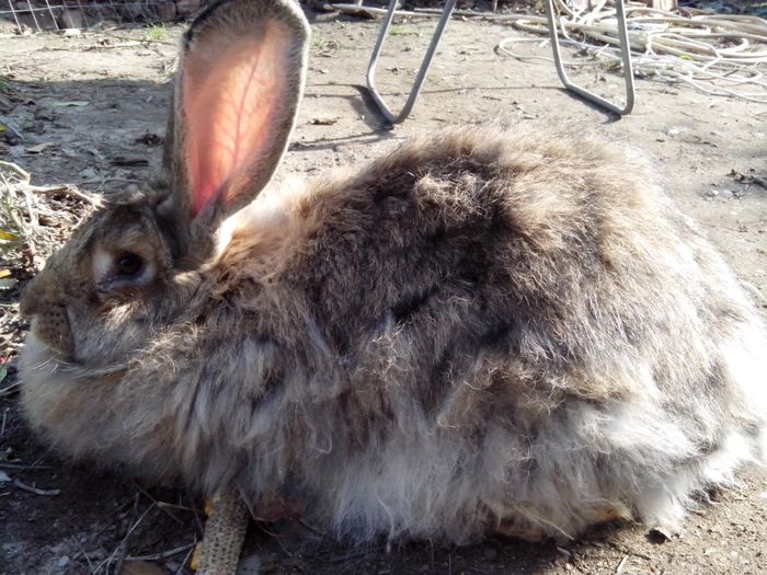 femela,11 luni; urias Angora
