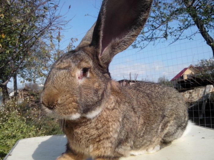 mascul,11 luni; urias german
