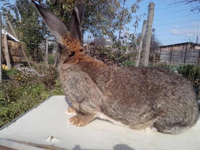 mascul,11 luni; urias german
