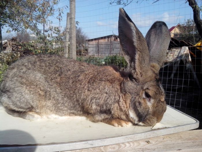 femela,11 luni; urias german
