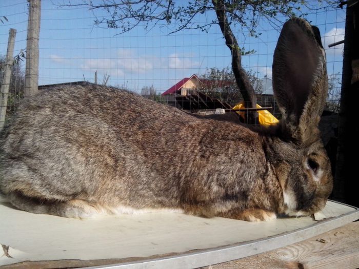 mascul,11,luni; urias german
