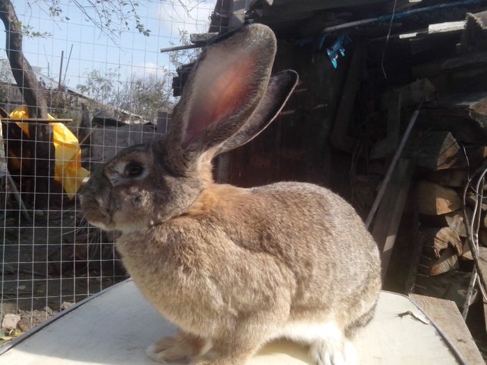 femela,11 luni; urias german
