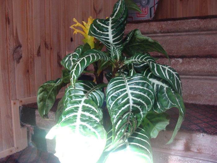 Aphelandra - CETATUIA_SEPTEMBRIE_2013