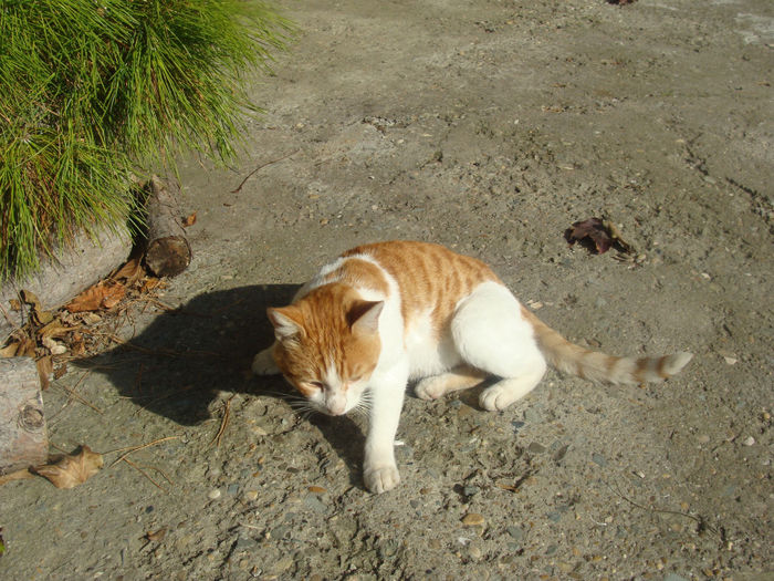 DSC01546 - CETATUIA_SEPTEMBRIE_2013