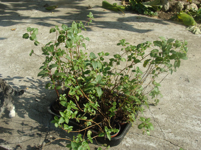 DSC01551 - CETATUIA_SEPTEMBRIE_2013