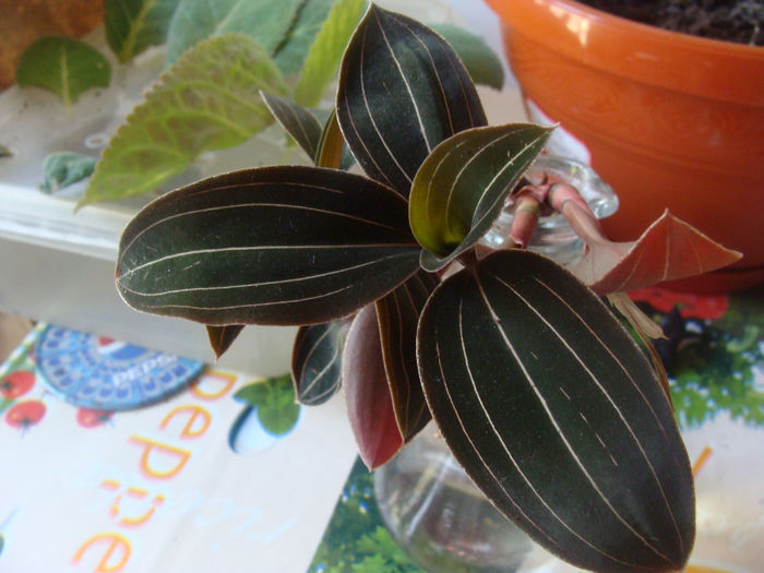 DSC01554 - CETATUIA_SEPTEMBRIE_2013