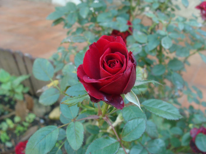DSC01555 - CETATUIA_SEPTEMBRIE_2013