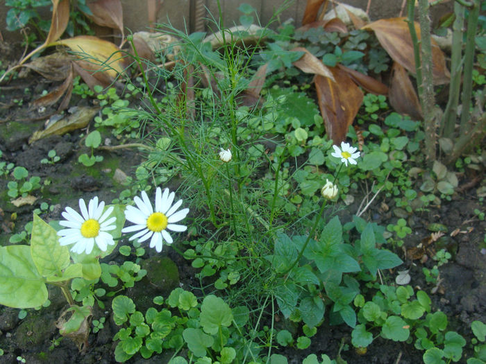DSC01556 - CETATUIA_SEPTEMBRIE_2013