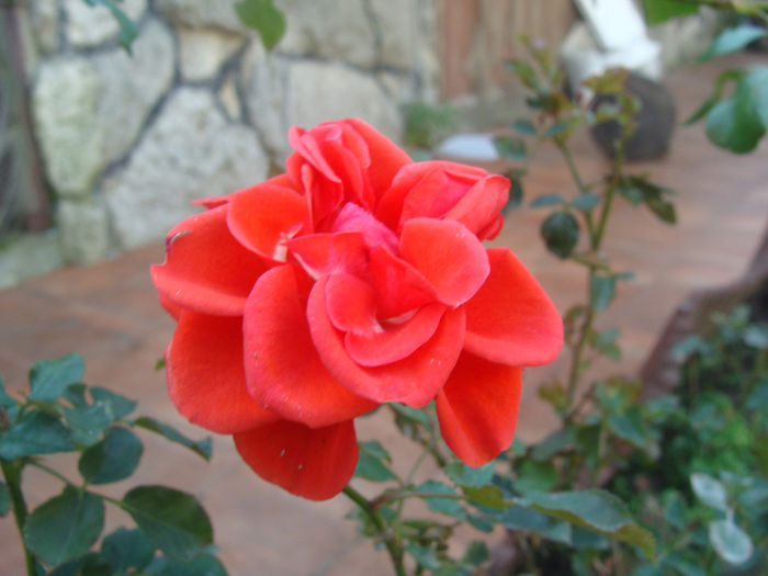 DSC01558 - CETATUIA_SEPTEMBRIE_2013