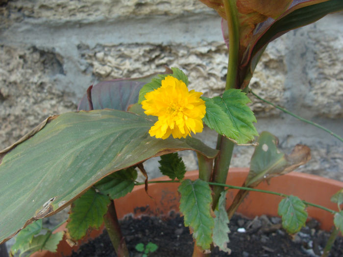 DSC01560 - CETATUIA_SEPTEMBRIE_2013