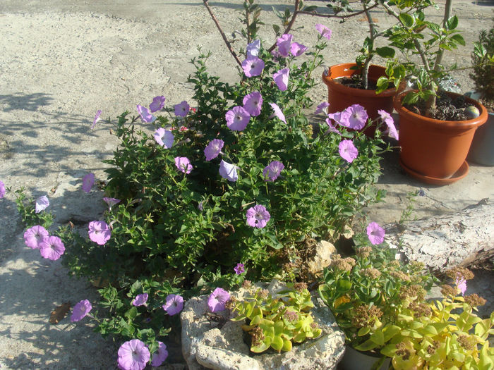 DSC01561 - CETATUIA_SEPTEMBRIE_2013