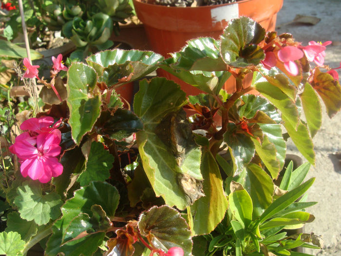 DSC01562 - CETATUIA_SEPTEMBRIE_2013