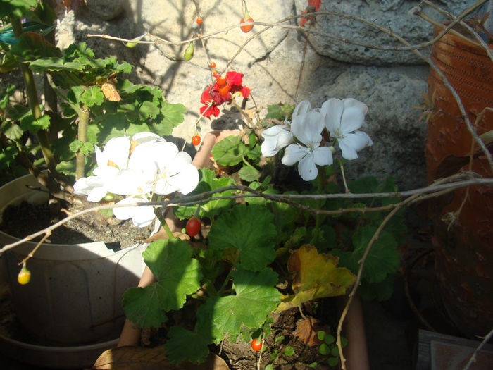 DSC01563 - CETATUIA_SEPTEMBRIE_2013