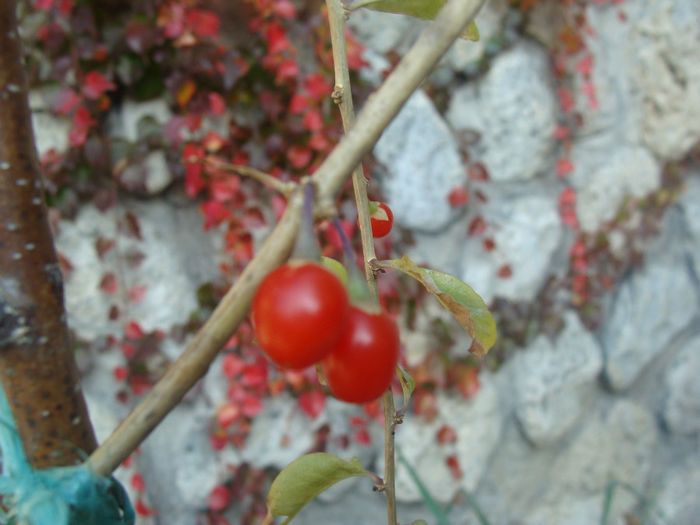 DSC01564 - CETATUIA_SEPTEMBRIE_2013