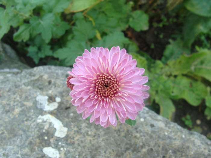 DSC01565 - CETATUIA_SEPTEMBRIE_2013