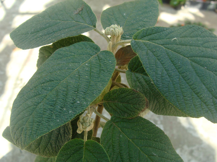 DSC01566 - CETATUIA_SEPTEMBRIE_2013