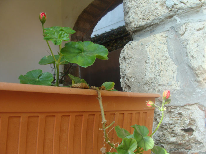 DSC01568 - CETATUIA_SEPTEMBRIE_2013