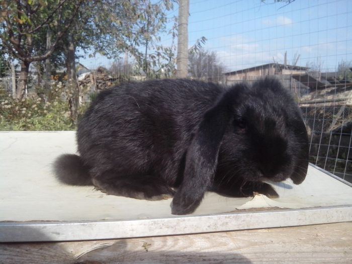 femela,2,5 luni; berbec german
