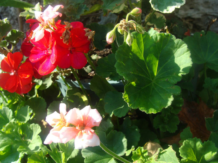 DSC01579 - CETATUIA_SEPTEMBRIE_2013