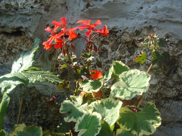 DSC01580 - CETATUIA_SEPTEMBRIE_2013