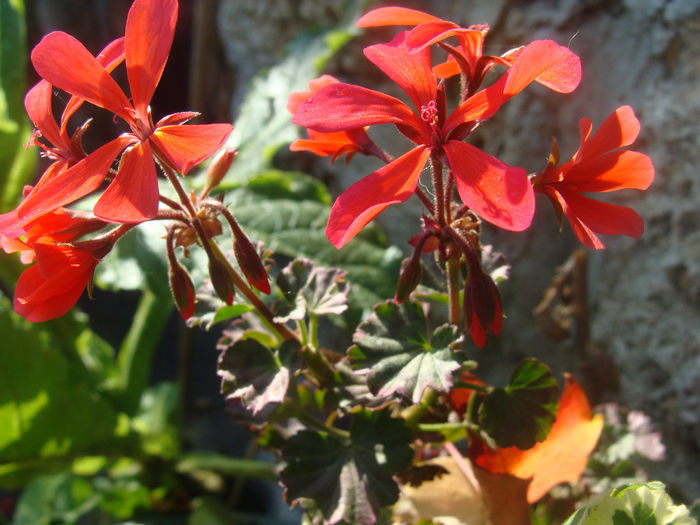 DSC01581 - CETATUIA_SEPTEMBRIE_2013