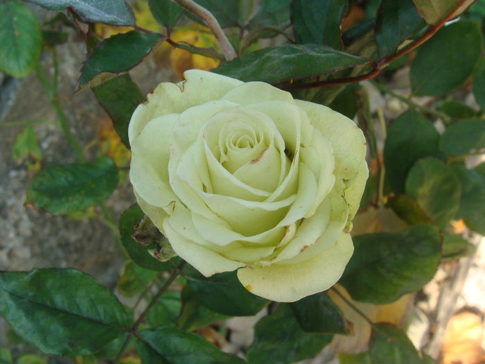DSC01584 - CETATUIA_SEPTEMBRIE_2013