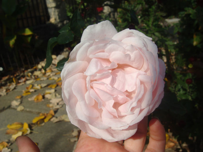 DSC01586 - CETATUIA_SEPTEMBRIE_2013