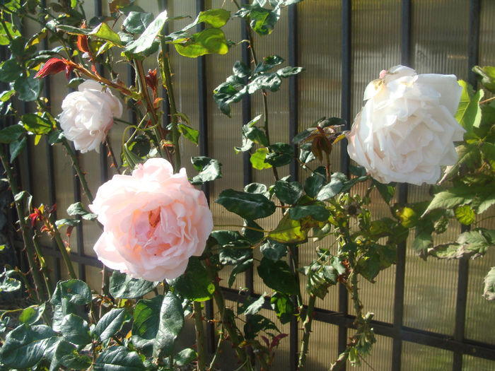 DSC01587 - CETATUIA_SEPTEMBRIE_2013