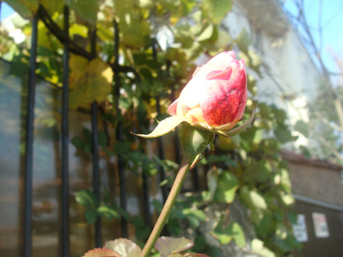 DSC01588 - CETATUIA_SEPTEMBRIE_2013