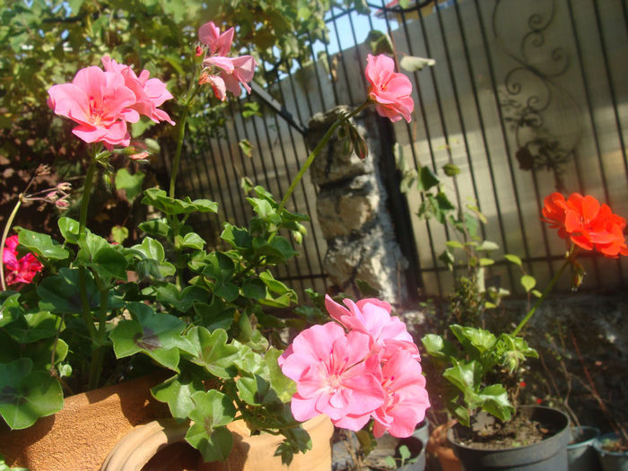 DSC01569 - CETATUIA_SEPTEMBRIE_2013