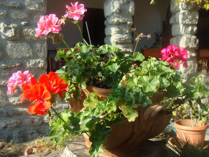 DSC01570 - CETATUIA_SEPTEMBRIE_2013